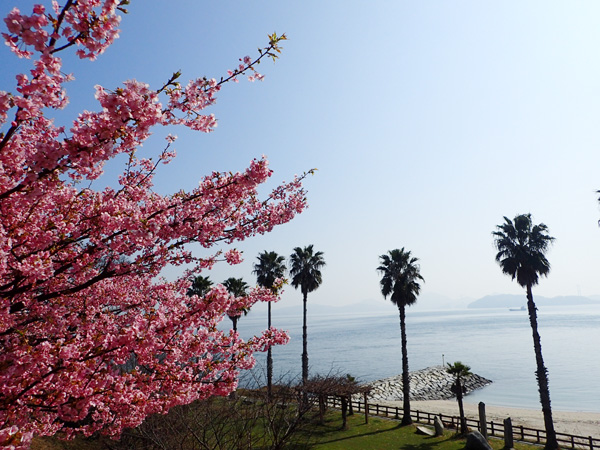 大角海浜公園の河津桜