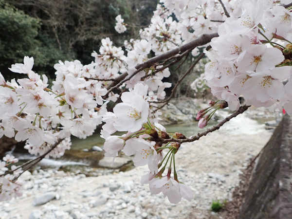 鈍川温泉の桜