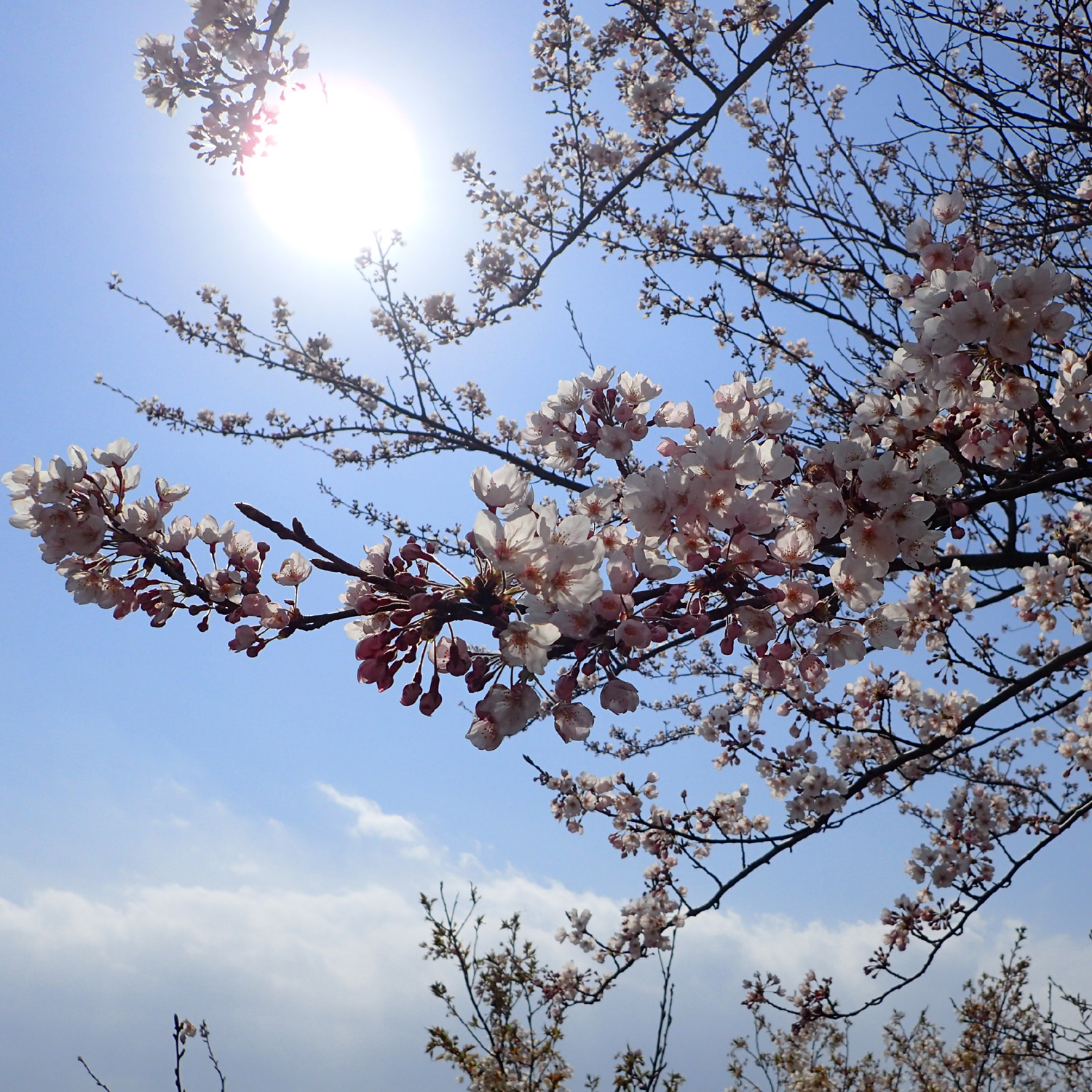 海山城展望公園の桜