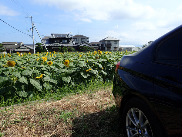 愛媛県伊予郡松前町ひょこたん池のヒマワリ畑駐車場