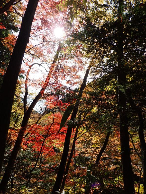 小田深山渓谷の紅葉